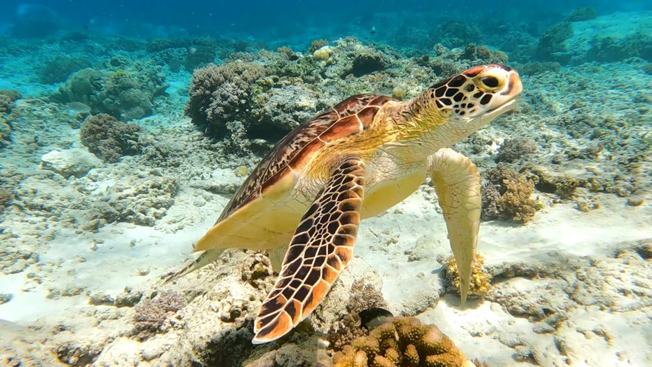 Encuentro con las Tortugas
