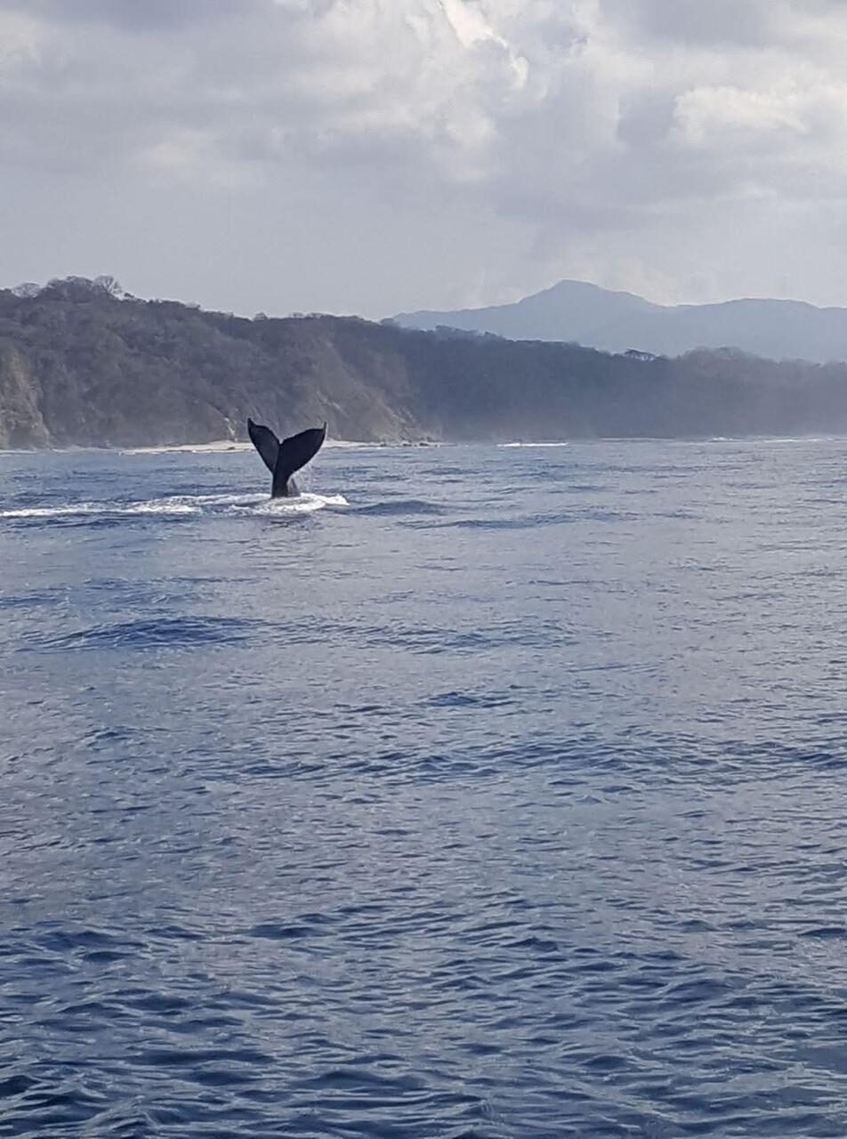 Ballenas y Delfines